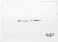 Endophyllum sempervivi image
